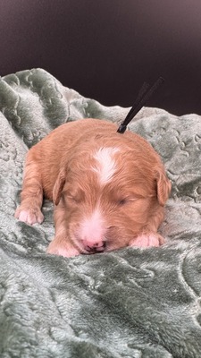 Tango (Black Collar)