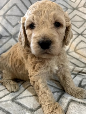 Sammy (Male) F1B Mini Goldendoodle  Mother:  Sophia  (B: 3/4/2020)