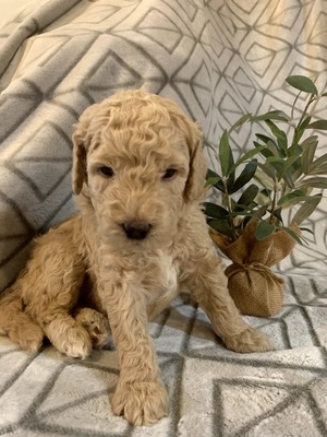 Tucker (Male) F1B Mini Goldendoodle  Mother:  Sophia  (B: 3/4/2020)