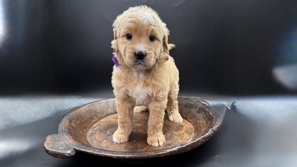 Maggie (Purple Collar)