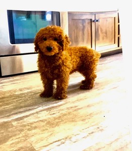M&R Brady (ACA Registered:  Moyen Red Poodle (OH-ABA-1713156-002)  Weight 18 lbs)
