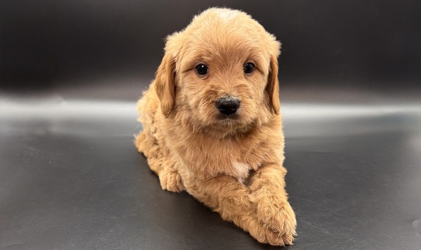 Zero (Yellow Collar)