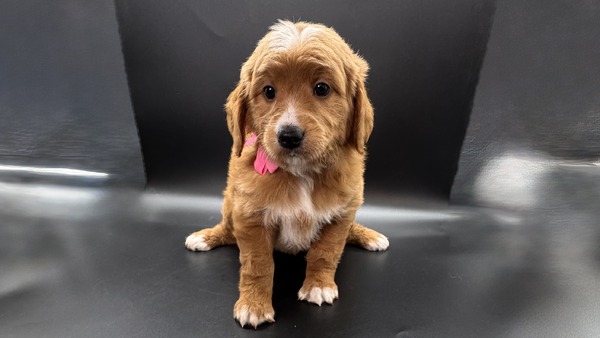 Cassie (Hot Pink Collar)