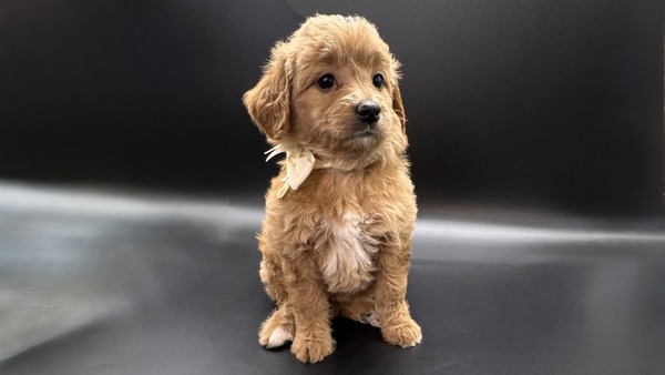 Cookie. (White Collar)