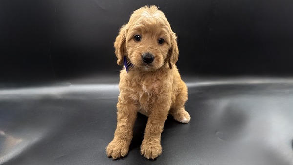 Mandie (Purple Collar)