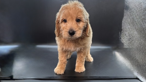 Wells (Orange Collar)