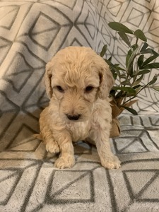 Hudson (Male) F1B Mini Goldendoodle  Mother:  Sophia  (B: 3/4/2020)