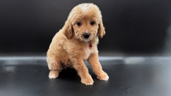 Winston (Red Collar)