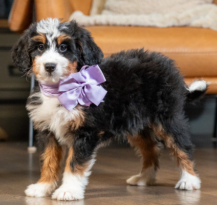 Maya /Macie