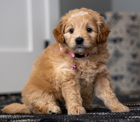 Chloe