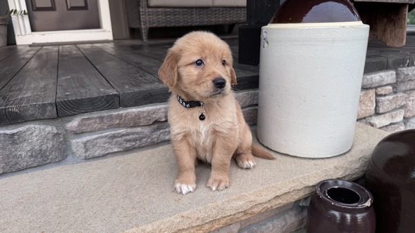 Mr Simba  (Micro: 100)