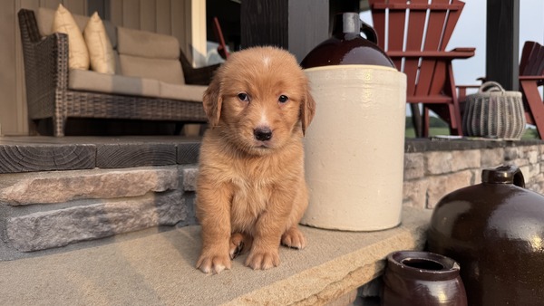 Mr Charlie (Micro:  101)