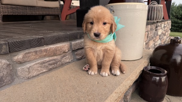 Miss Sadie (Micro:  105)