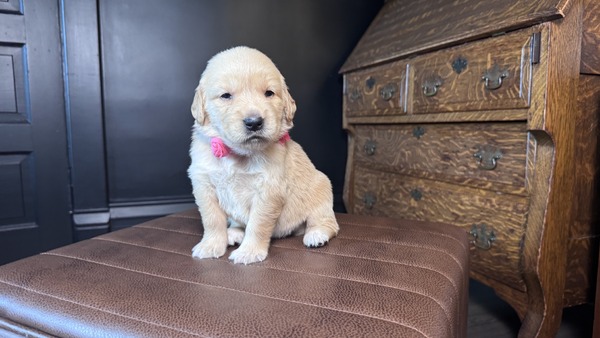 Miss Daisy (Micro:  103)