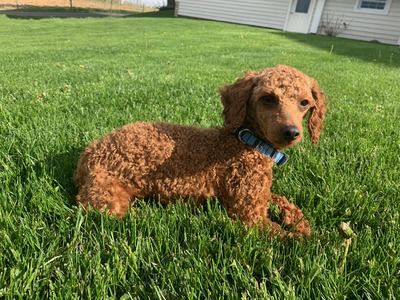 M&R Caleb ((Minature Red Poodle) OH-ABA-1775936-002   Weight:  11lbs)