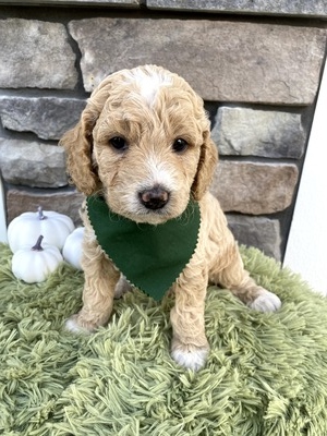 Leo (Male) F1B Mini Goldendoodle  Mother:  Sophia (B: 9/20/2020)