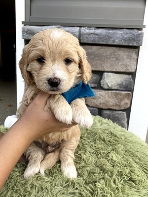 Zane (Male) F1B Mini Goldendoodle  Mother:  Sophia (B: 9/20/2020)