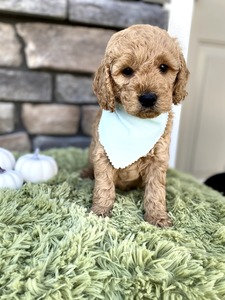 Charlie -(Male) F1B Mini Goldendoodle  Mother:  Heidi (B: 9/17/2020)