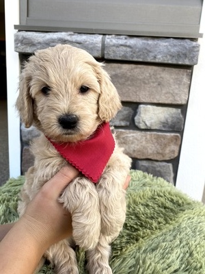 Chase (Male) F1B Mini Goldendoodle  Mother:  Heidi (B: 9/17/2020)