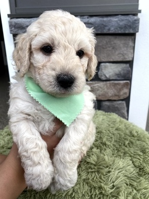 Hunter (Male) F1B Mini Goldendoodle  Mother:  Heidi (B: 9/17/2020)