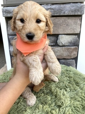 Lana (Female) F1B Mini Goldendoodle  Mother:  Heidi (B: 9/17/2020)