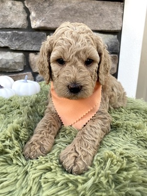 Piper (Female) F1B Mini Goldendoodle  Mother:  Sophia (B: 9/20/2020)