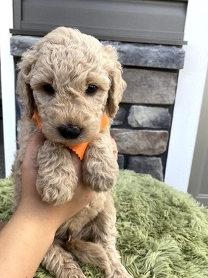 Milo (Male) F1B Mini Goldendoodle  Mother:  Heidi (B: 9/17/2020)