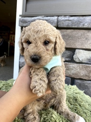 Pearl (Female) F1B Mini Goldendoodle  Mother:  Heidi (B: 9/17/2020)