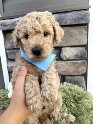 Kobe (Male) F1B Mini Goldendoodle  Mother:  Heidi (B: 9/17/2020)