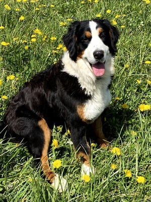 Cleo Lee (AKC (M&R Tammy) Black, Rust & White (Bernese Mountain Dog) Kennel Club (WS69123603) Weight:  80 lbs)