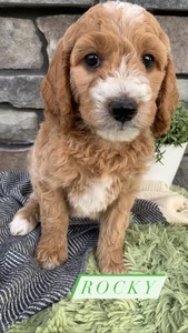 Rocky-(Male) F1B Mini Goldendoodle  Mother:  Heidi (B: 4/2/2021)