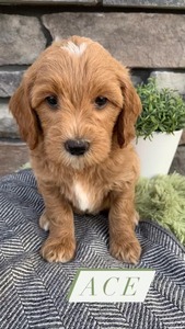 Ace-(Male) F1B Mini Goldendoodle  Mother:  Heidi (B: 4/2/2021)