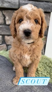 Scout (Male) F1B Mini Goldendoodle  Mother:  Heidi (B: 4/2/2021)