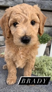 Brady -(Male) F1B Mini Goldendoodle  Mother:  Heidi (B: 4/2/2021)