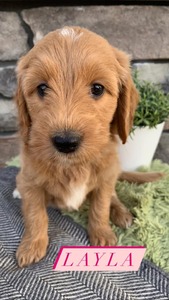 Layla-(Female) F1B Mini Goldendoodle  Mother:  Heidi (B: 4/2/2021)