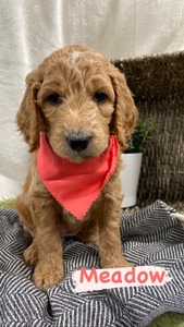 Meadow-(Female) F1B Mini Goldendoodle  Mother:  Heidi (B: 4/2/2021)