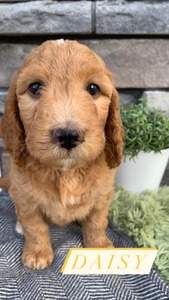 Daisy-(Female) F1B Mini Goldendoodle  Mother:  Heidi (B: 4/2/2021)