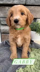 Gabby-(Female) F1B Mini Goldendoodle  Mother:  Heidi (B: 4/2/2021)