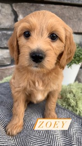 Zoey-(Female) F1B Mini Goldendoodle  Mother:  Heidi (B: 4/2/2021)