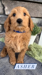 Asher-(Male) F1B Mini Goldendoodle  Mother:  Sophia (B: 3/31/2021)