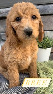 Bree-(Female) F1B Mini Goldendoodle  Mother:  Sophia (B: 3/31/2021)