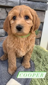 Cooper -(Male) F1B Mini Goldendoodle  Mother:  Sophia (B: 3/31/2021)