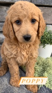 Poppy-(Female) F1B Mini Goldendoodle  Mother:  Sophia (B: 3/31/2021)