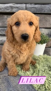 Lilac-(Female) F1B Mini Goldendoodle  Mother:  Sophia (B: 3/31/2021)