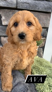 Ava-(Female) F1B Mini Goldendoodle  Mother:  Sophia (B: 3/31/2021)