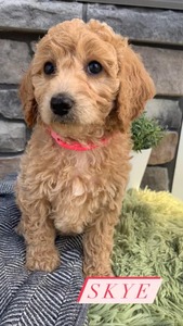 Skye-(Female) F1B Mini Goldendoodle  Mother:  Sophia (B: 3/31/2021)