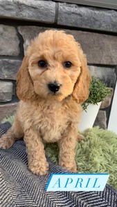 April-(Female) F1B Mini Goldendoodle  Mother:  Sophia (B: 3/31/2021)