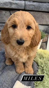 Miles -(Male) F1B Mini Goldendoodle  Mother:  Sophia (B: 3/31/2021)