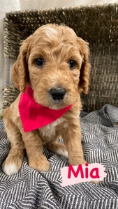 Mia-(Female) F1B Mini Goldendoodle  Mother:  Heidi (B: 4/2/2021)