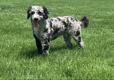 M&R Shammy's Bingo (ACA Registered: Blue Merle Moyen Poodle (OH-ABA-1837291-001)  Weight 19 lbs)